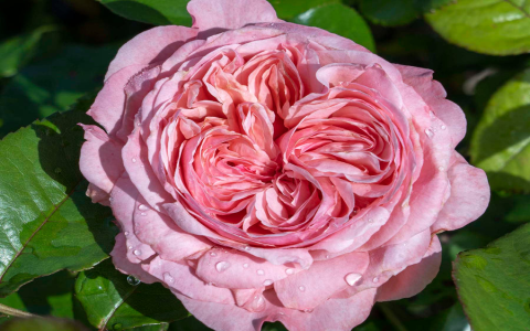 dark pink hybrid tea rose