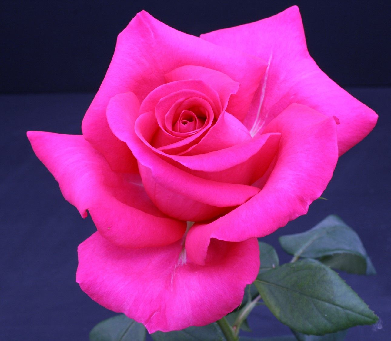 dark pink hybrid tea rose