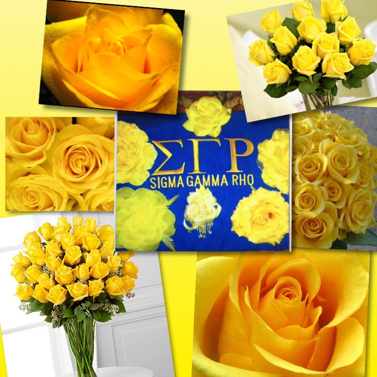 yellow tea rose sigma gamma rho