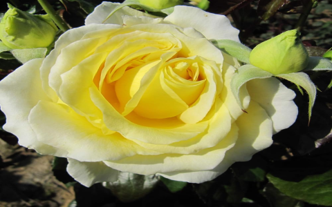 yellow hybrid tea