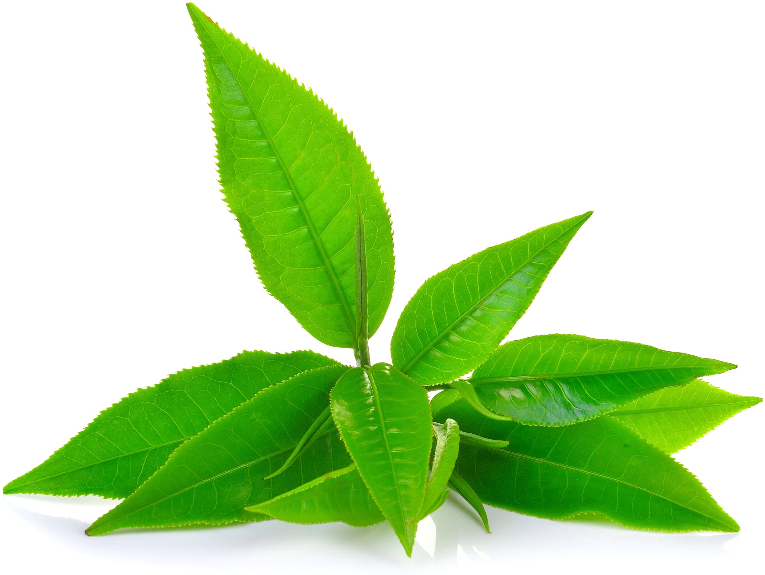 green tea leaves