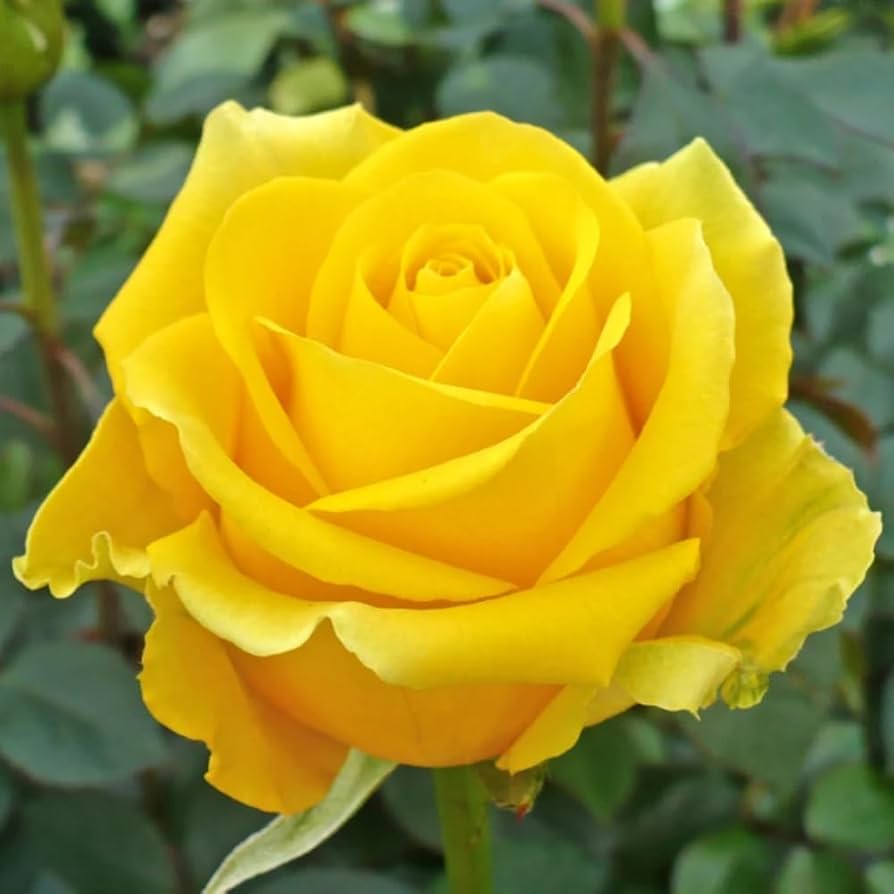 yellow tea rose plant