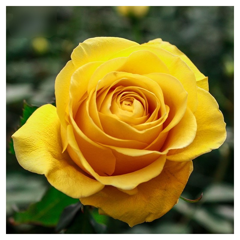 yellow tea roses