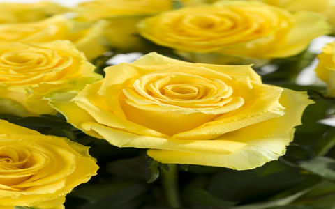 yellow hybrid tea rose