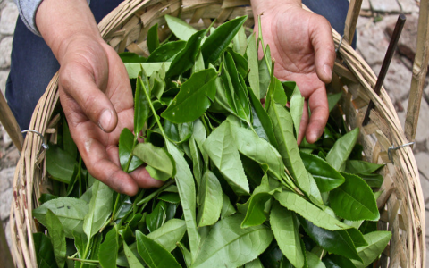 green tea tea leaves