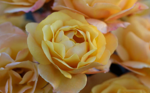 yellow tea roses near me