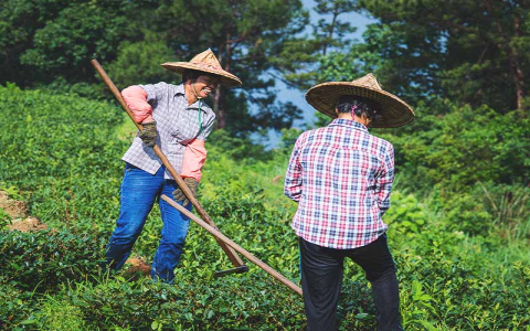 Is Oolong Tea the Same as Black Tea? Exploring the Differences