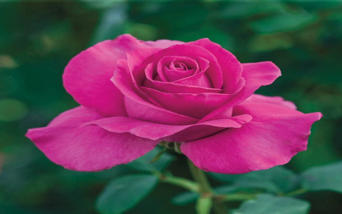 rose petal tea
