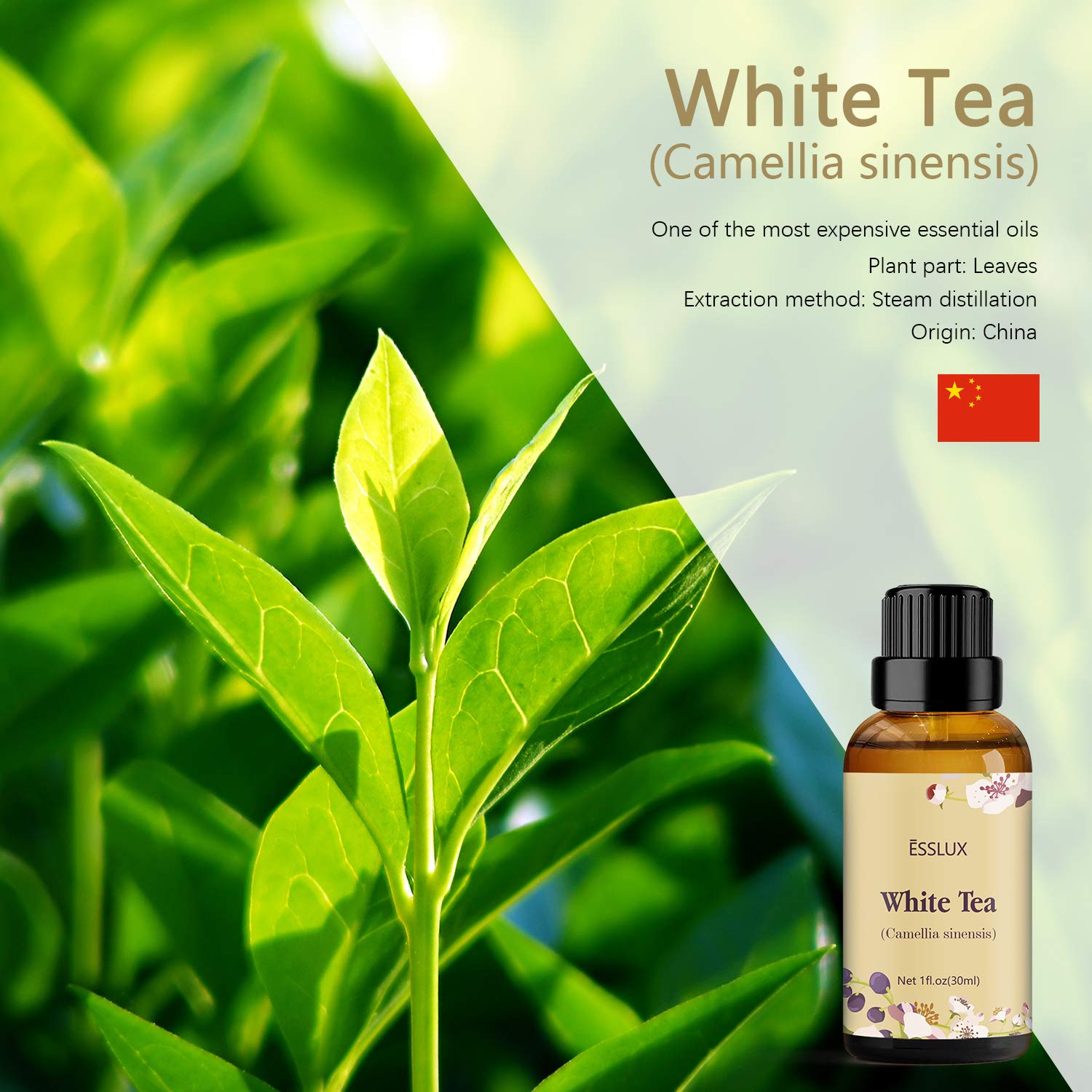 white tea aromatherapy oil