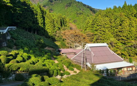 japanese green tea from japan