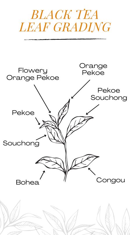 Black Tea Orange Pekoe: Origins, Grading, and Flavor Profile Explained