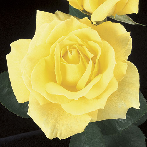 yellow hybrid tea