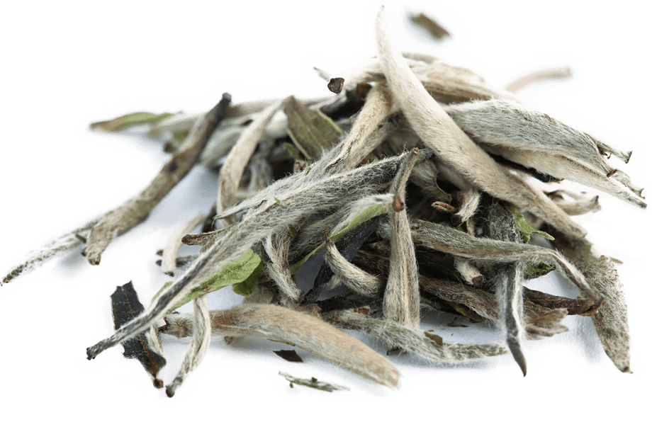 silver needle white tea