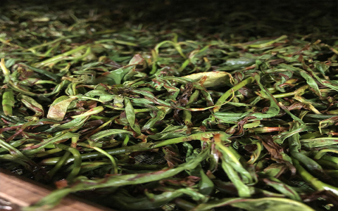 how long to brew oolong tea