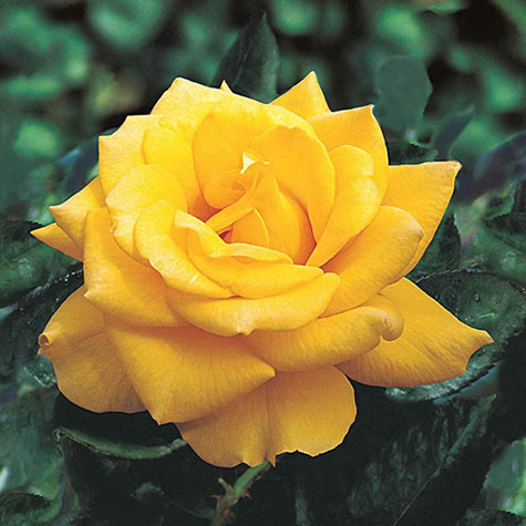 hybrid tea rose yellow