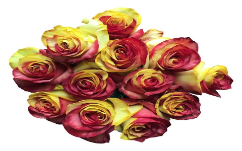 yellow tea roses