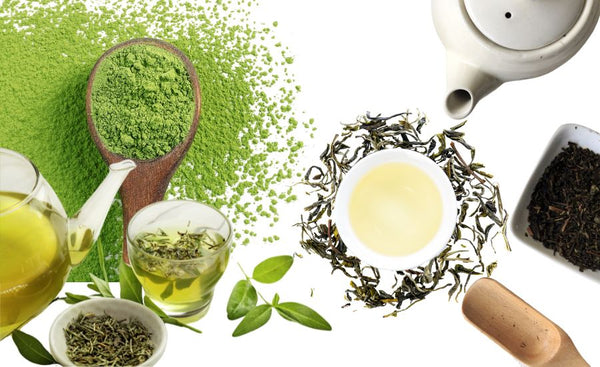 white vs green tea
