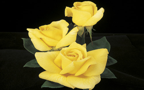 yellow rose tea