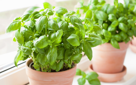 Health Benefits of Peppermint Black Tea: Improve Sleep and Ease Digestive Issues