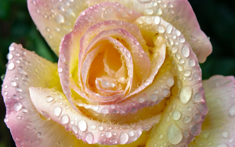 yellow tea rose plant