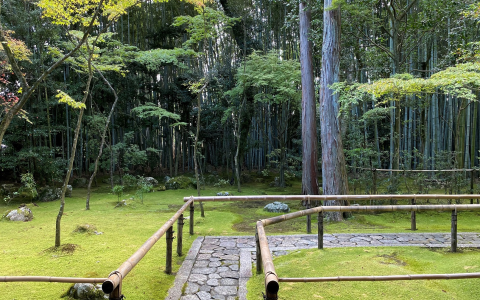 Experience Traditional Tea Ceremony with Koto in Kyoto – A Cultural Journey