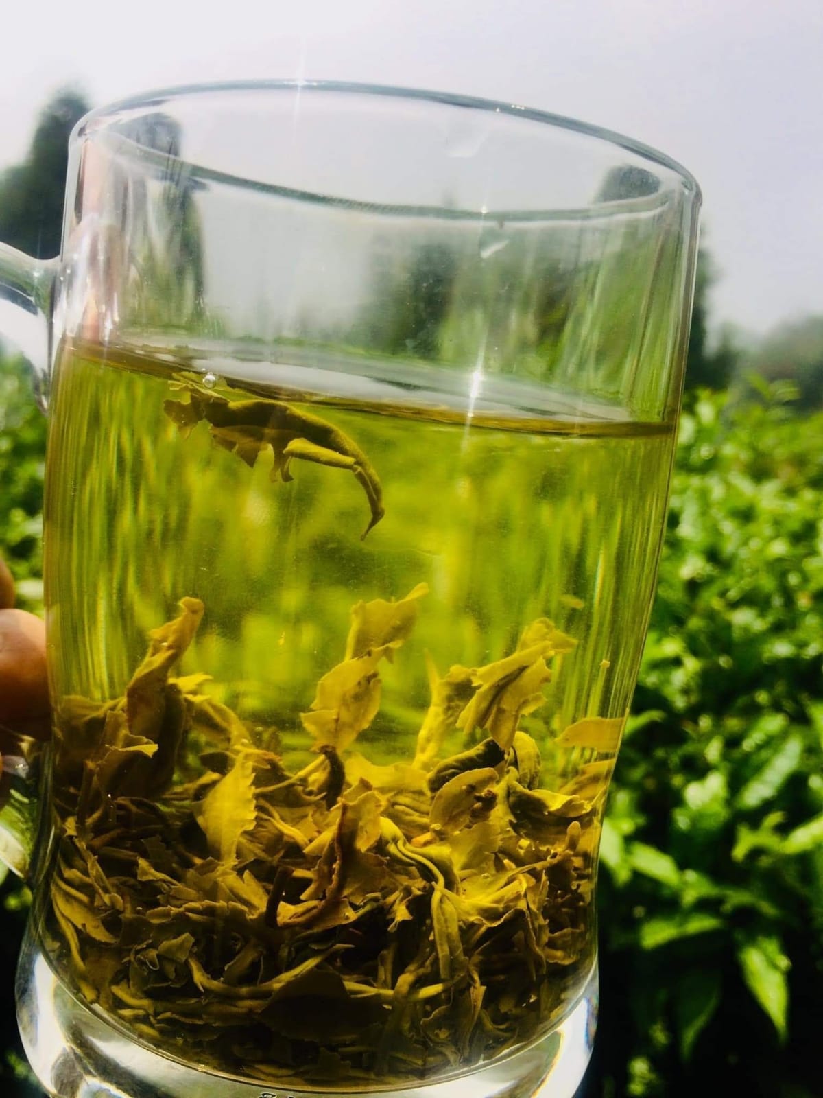 green tea bitter