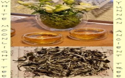 moonlight white tea
