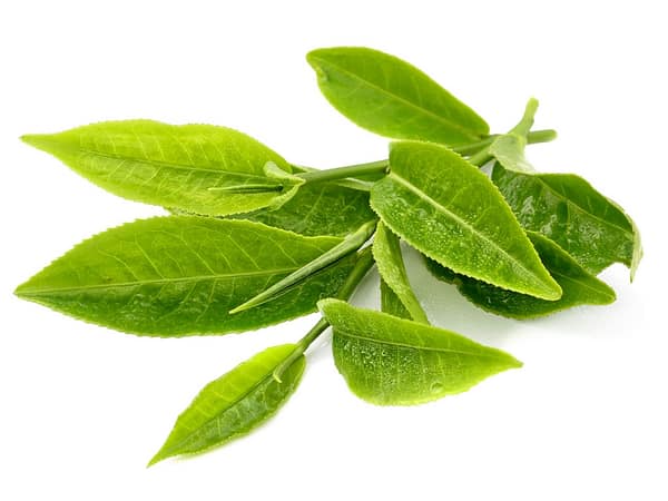 green tea leaf
