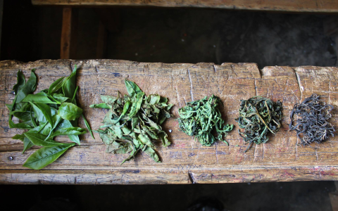 A Complete Guide to the 25 Types of Black Tea and Their Health Benefits