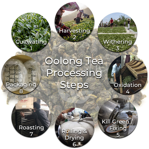 how to make oolong tea