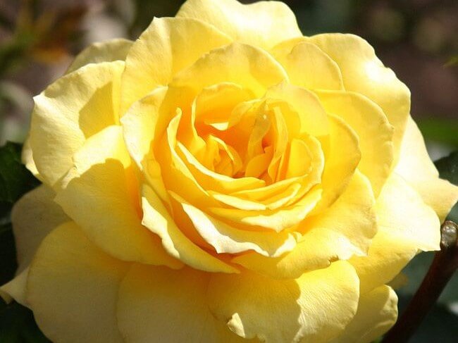 yellow hybrid tea