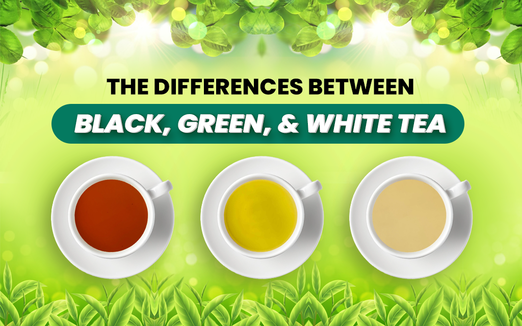 green vs white tea