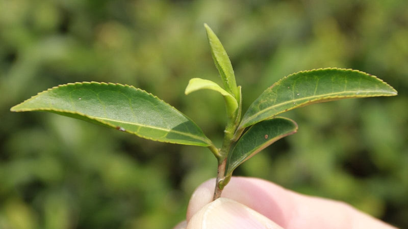 white tea leaves