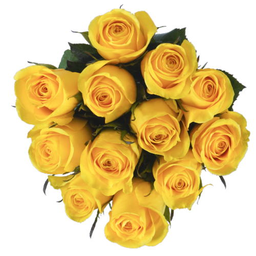 yellow tea roses near me