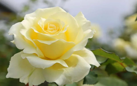 tea rose yellow