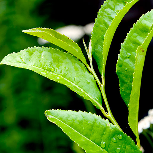 tea leaf green tea