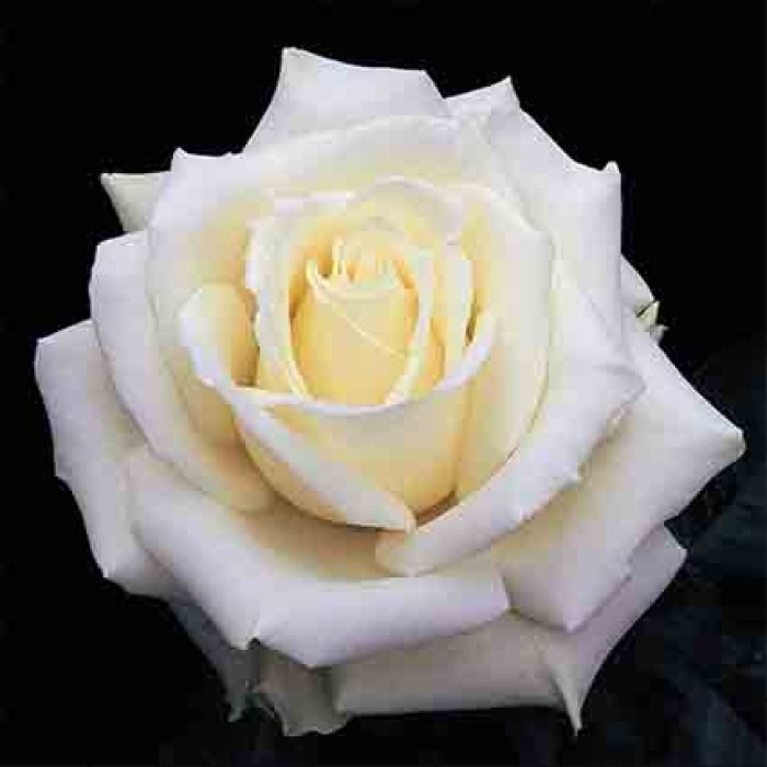 white tea rose