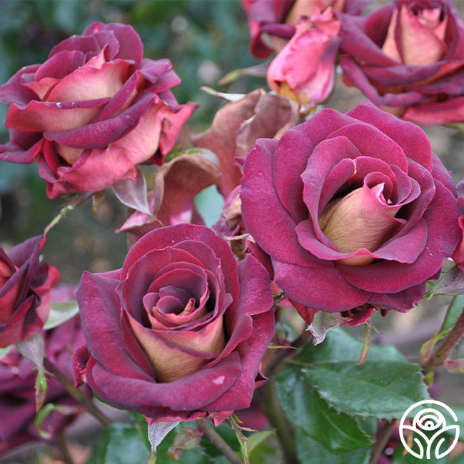 dark night hybrid tea rose