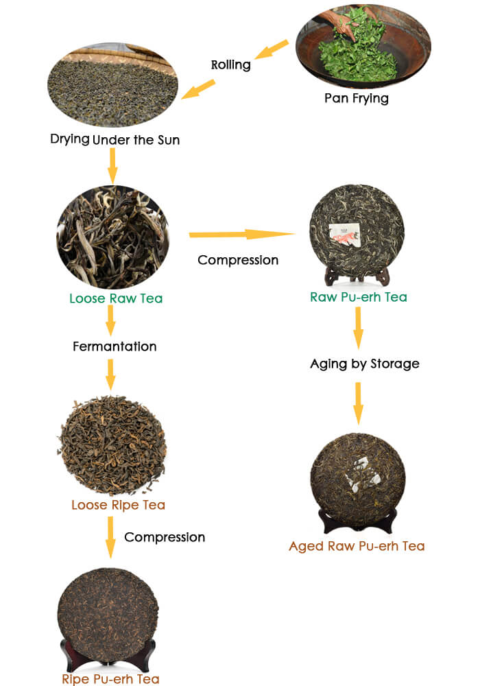 ripe vs raw pu erh tea