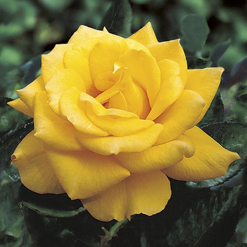 tea rose yellow