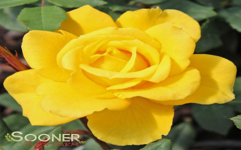 hybrid tea rose yellow