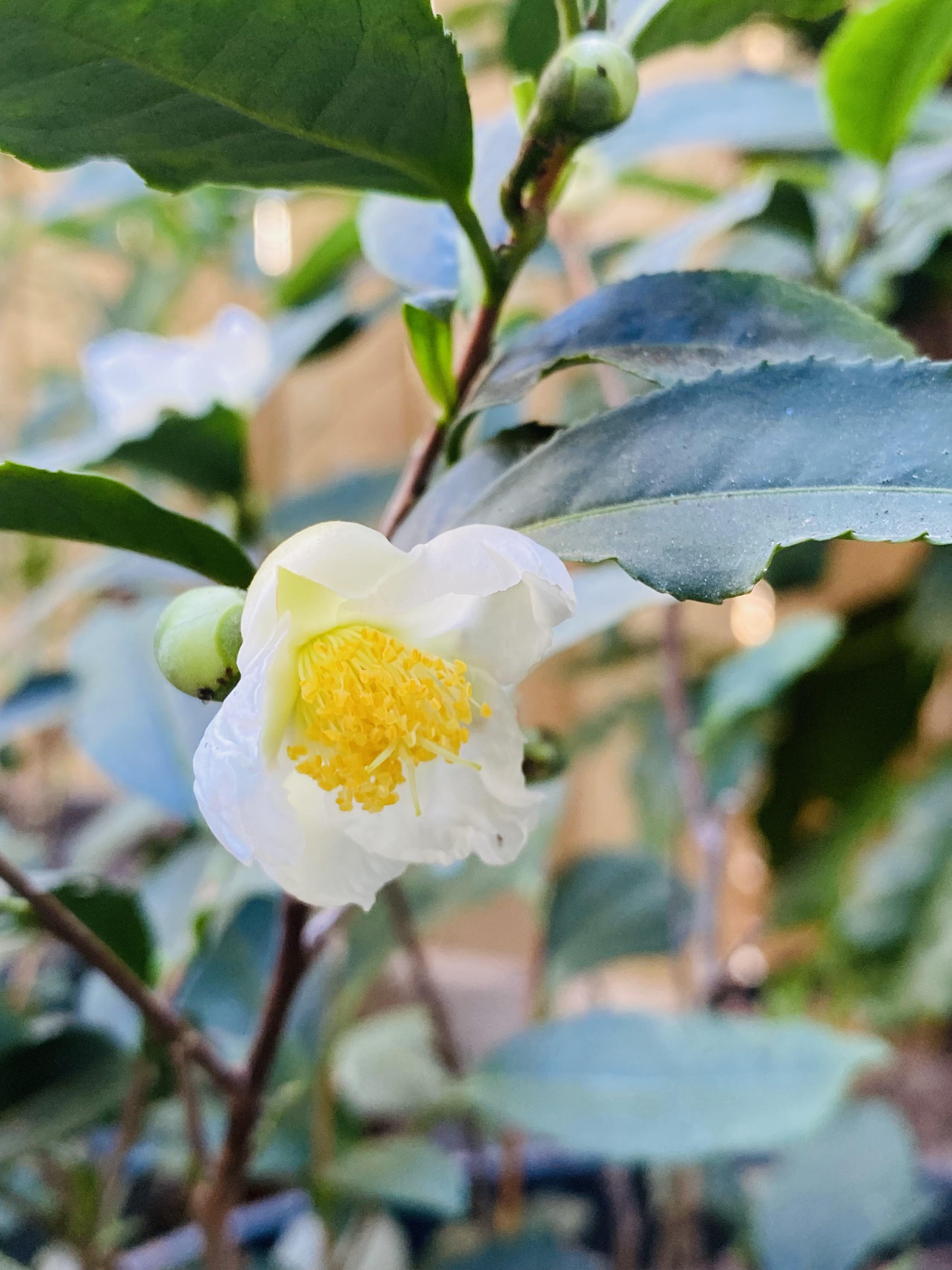white tea flower
