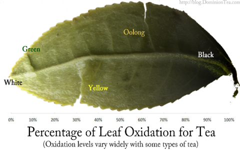 white vs green tea