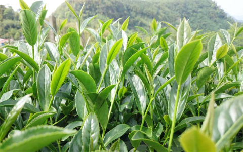 iron goddess of mercy oolong tea