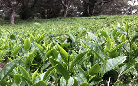green tea leaves
