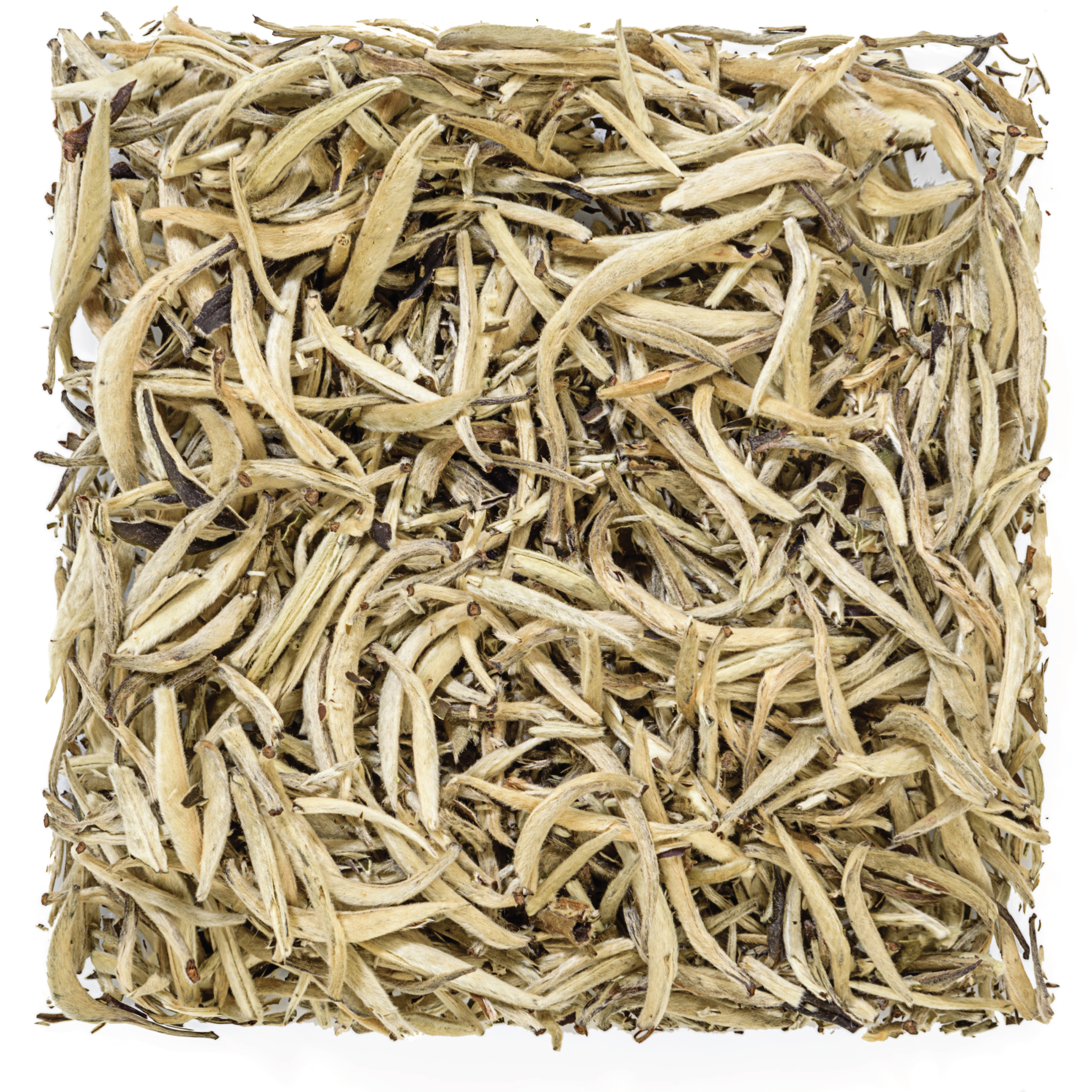 silver needle white tea