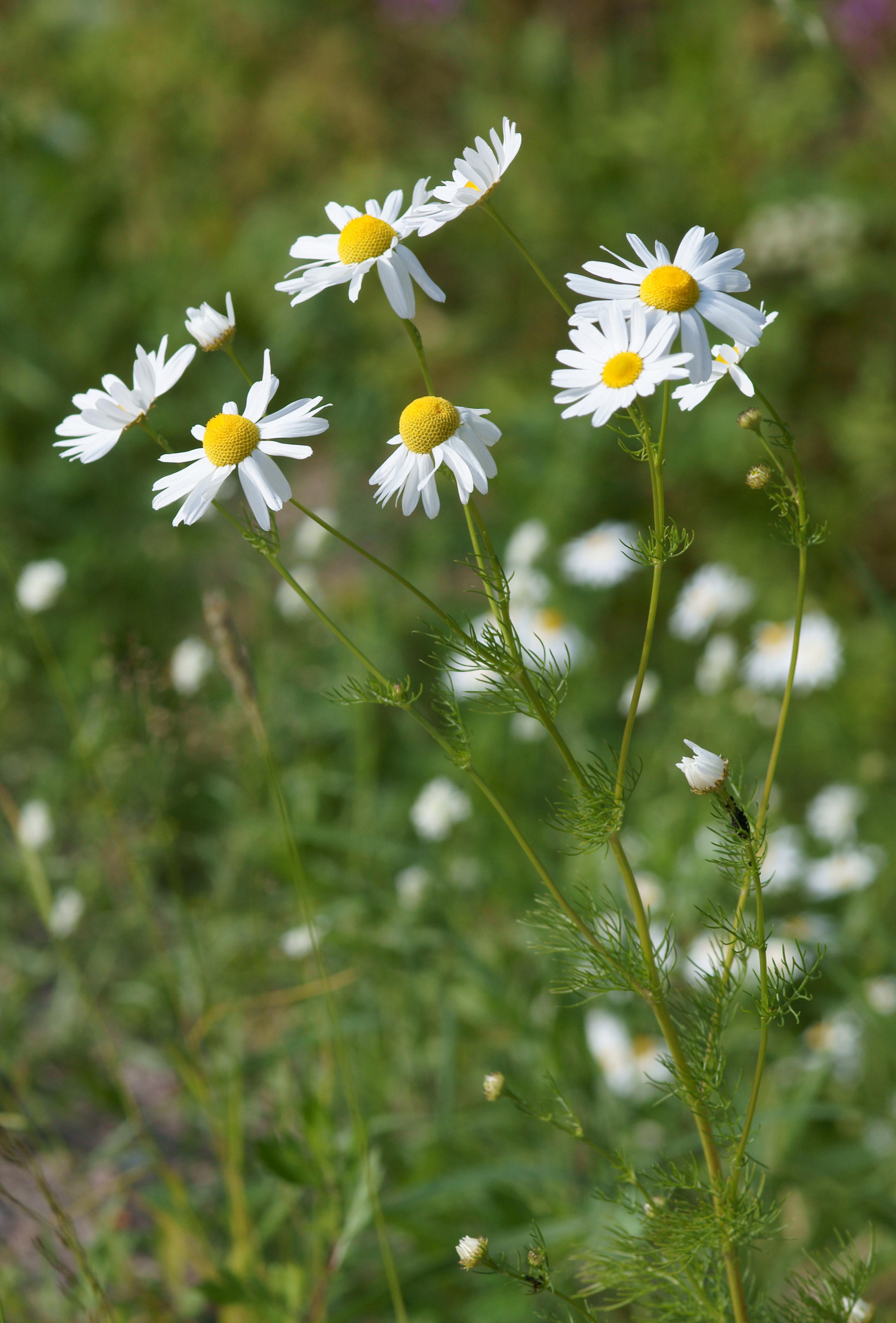 is chamomile a white tea