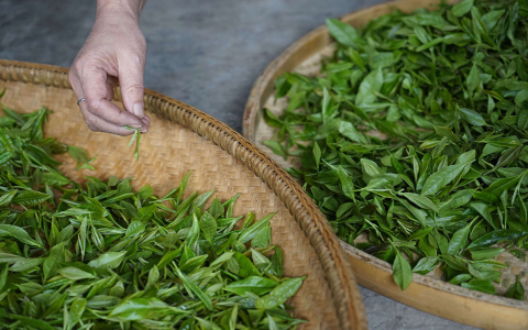 que es oolong tea