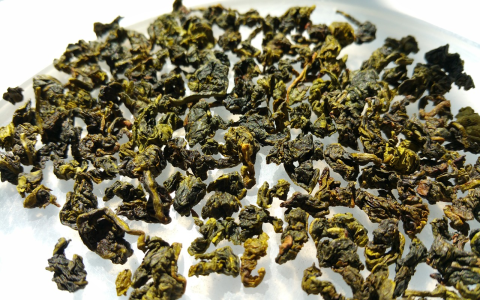 making oolong tea
