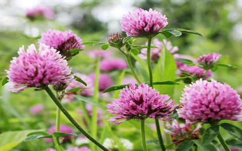 white clover tea benefits